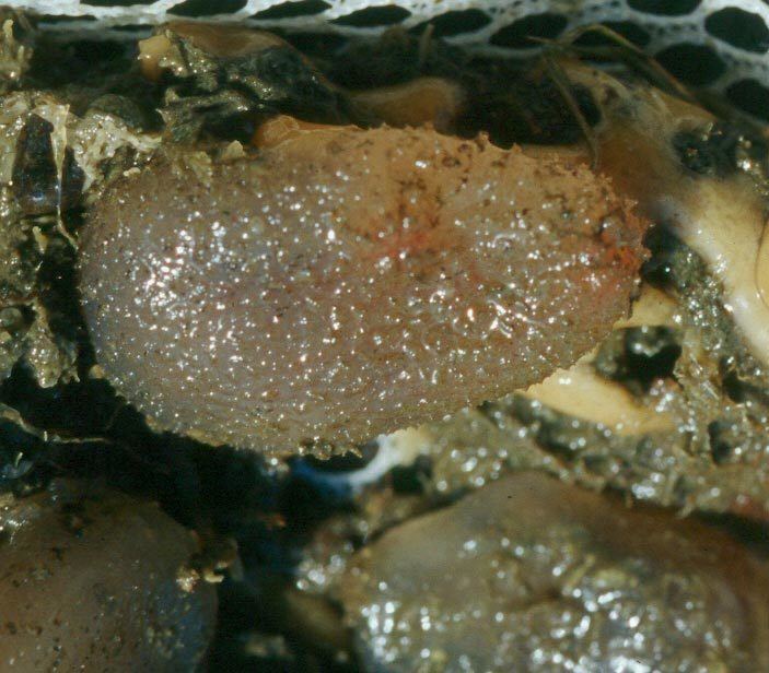 Ascidiella aspersa MIT Sea Grant Introduced Species Descriptions