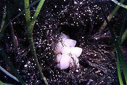 Ascidiidae httpsuploadwikimediaorgwikipediacommonsthu
