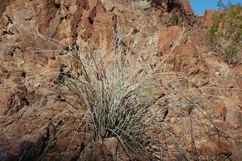 Asclepias albicans Whitestemmed Milkweed in the Sonoran Desert