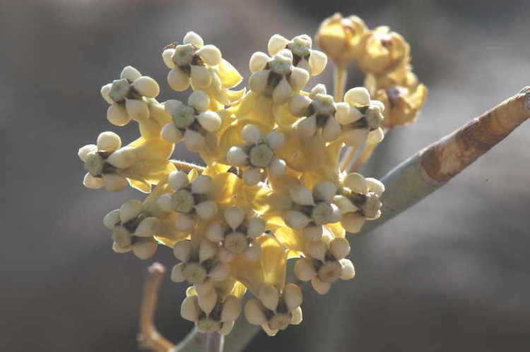 Asclepias albicans SEINet Arizona Chapter Asclepias albicans