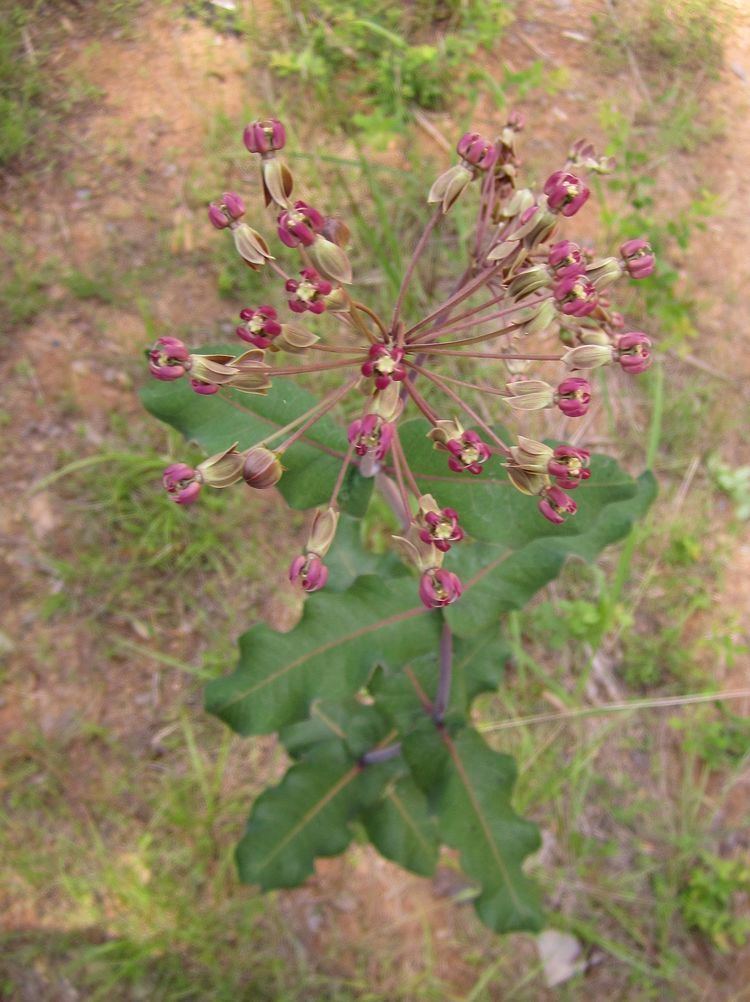 Asclepias amplexicaulis Plants North Carolina Native Plant Society