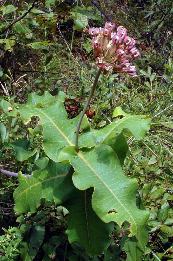 Asclepias amplexicaulis Asclepias amplexicaulis clasping milkweed Go Botany