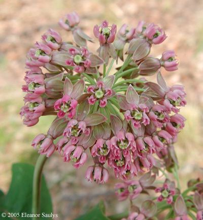 Asclepias amplexicaulis Asclepias amplexicaulis