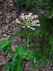 Asclepias amplexicaulis httpsuploadwikimediaorgwikipediacommonsthu