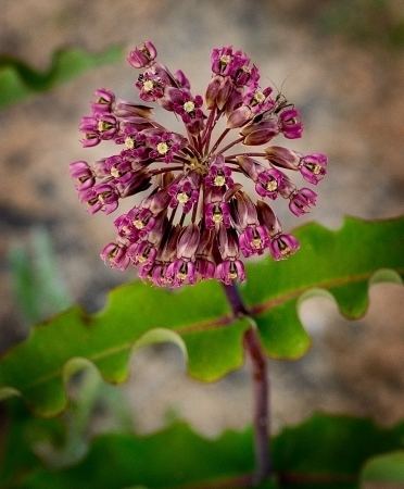 Asclepias amplexicaulis Digital Atlas of the Virginia Flora Asclepias amplexicaulis JESmith