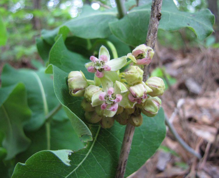 Asclepias amplexicaulis Plants North Carolina Native Plant Society