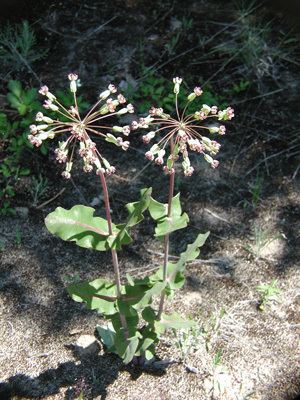 Asclepias amplexicaulis Hidden Savanna Nursery