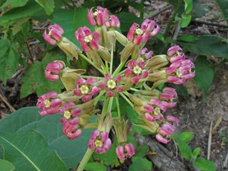 Asclepias amplexicaulis Asclepias amplexicaulis Clasping milkweed NPIN