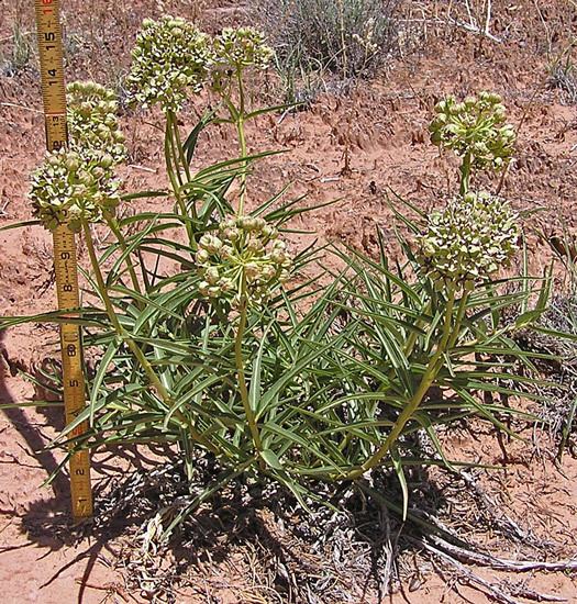 Asclepias asperula Southwest Colorado Wildflowers Asclepias asperula