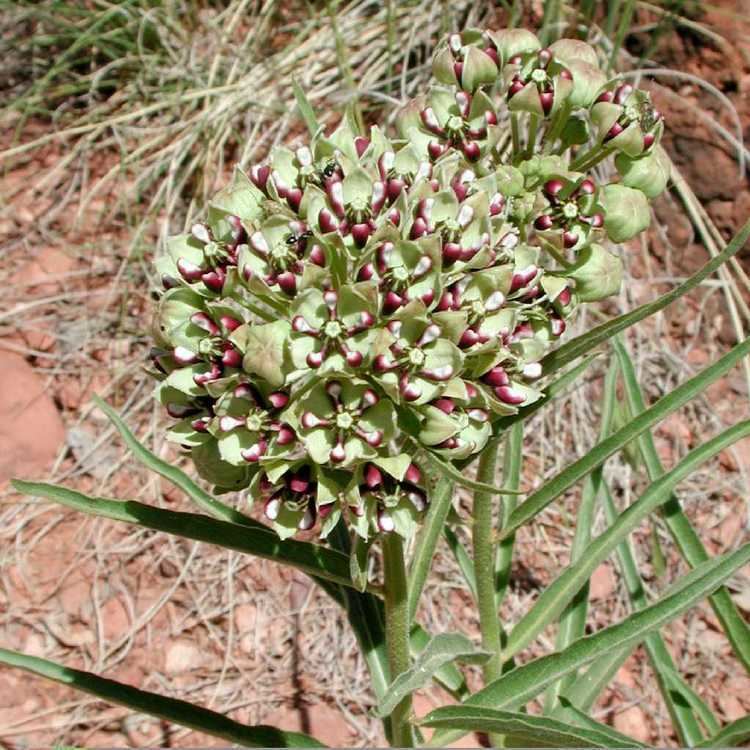 Asclepias asperula SEINet Arizona Chapter Asclepias asperula