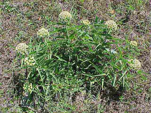 Asclepias asperula Asclepias asperula