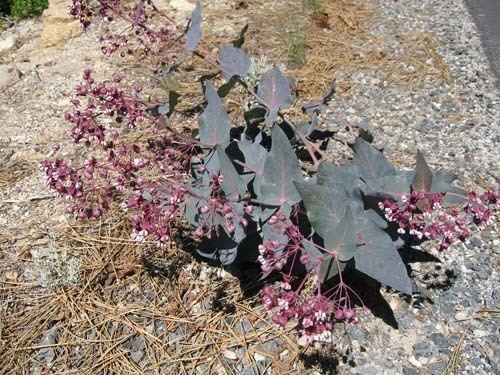 Asclepias cordifolia Asclepias cordifolia Bring Back The Monarchs