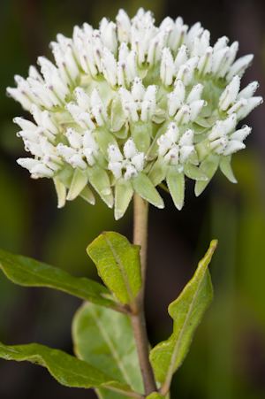 Asclepias curtissii Regional Conservation