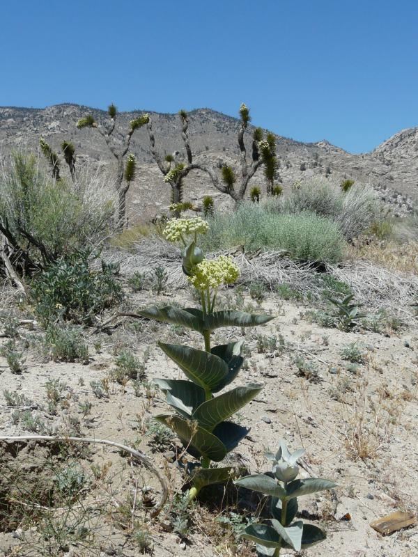 Asclepias erosa Asclepias erosa California Desert Milkweed