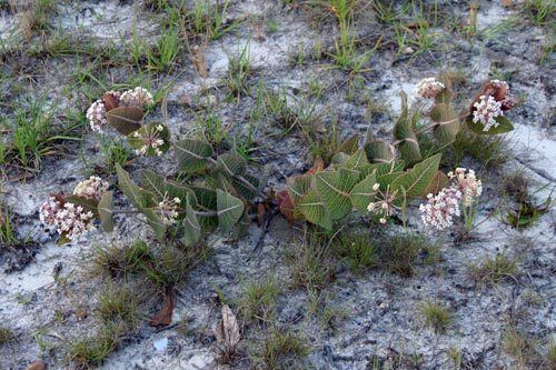 Asclepias humistrata Asclepias humistrata Bring Back The Monarchs