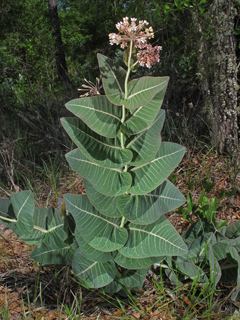 Asclepias humistrata Asclepias humistrata Pinewoods milkweed NPIN