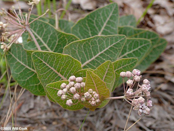 Asclepias humistrata Pinewoods Milkweed Asclepias humistrata