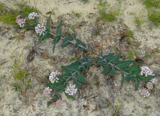 Asclepias humistrata Asclepias humistrata Pinewoods Milkweed Discover Life