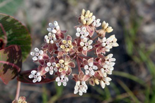 Asclepias humistrata Asclepias humistrata Bring Back The Monarchs