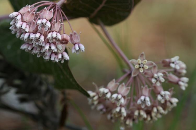 Asclepias humistrata Native Florida Wildflowers Purple Milkweed Asclepias humistrata