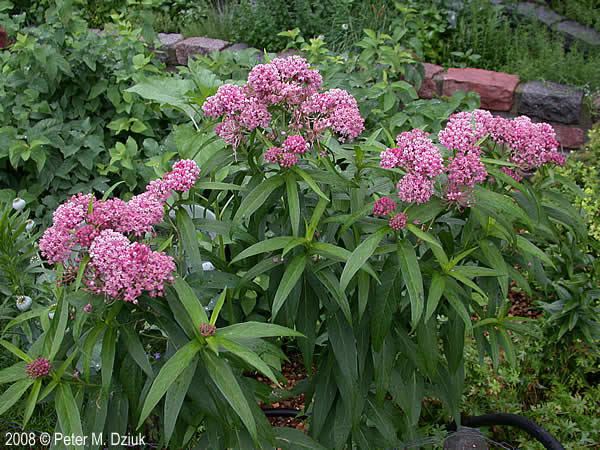 Asclepias incarnata Asclepias incarnata Swamp Milkweed Minnesota Wildflowers