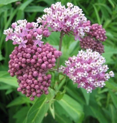 Asclepias incarnata Asclepias incarnata