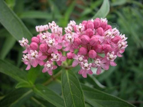 Asclepias incarnata Asclepias incarnata Bring Back The Monarchs