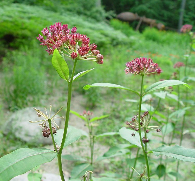 Asclepias purpurascens Asclepias purpurascens purple milkweed Go Botany