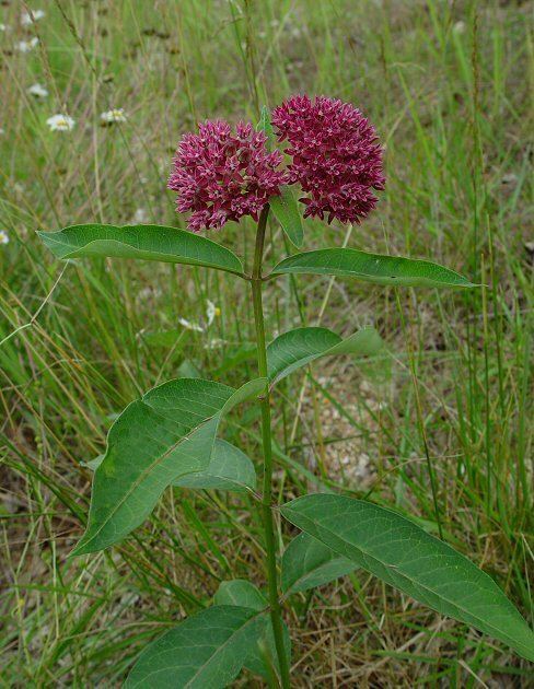 Asclepias purpurascens Asclepias purpurascens page