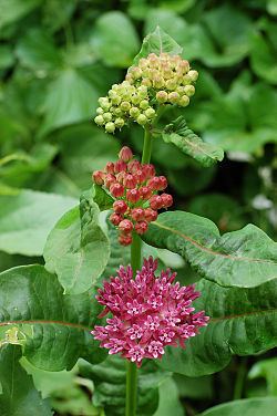 Asclepias purpurascens Asclepias purpurascens Wikipedia