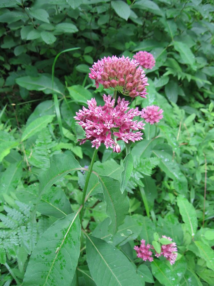 Asclepias purpurascens Purple Milkweed