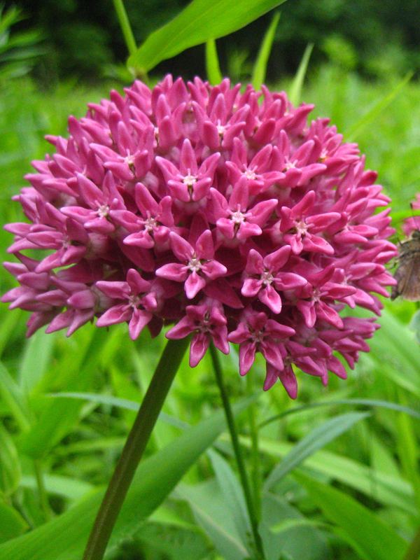 Asclepias purpurascens Asclepias purpurascens Purple Milkweed Butterfly Gardens To