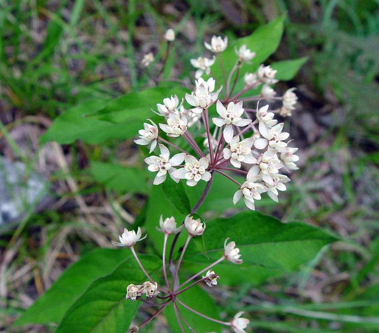 Asclepias quadrifolia Asclepias quadrifolia fourleaved milkweed Go Botany