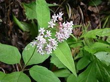 Asclepias quadrifolia Asclepias quadrifolia Wikipedia