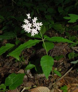 Asclepias quadrifolia Asclepias quadrifolia Fourleaf milkweed Discover Life