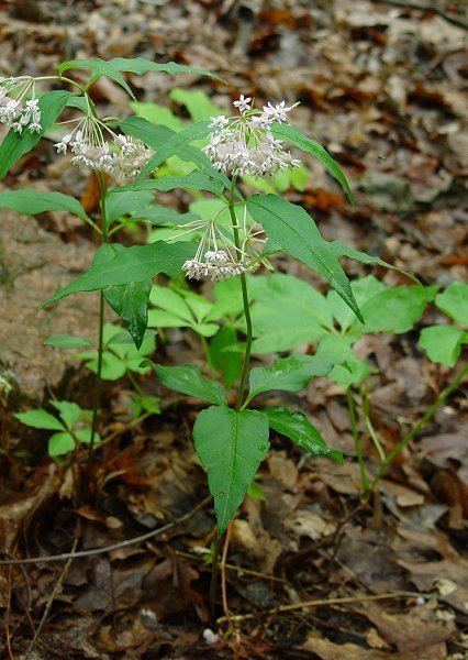 Asclepias quadrifolia Asclepias quadrifolia page