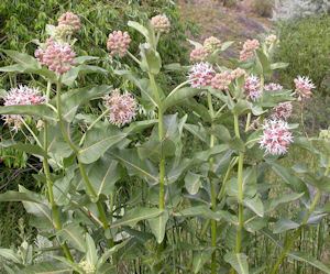 Asclepias speciosa Showy Milkweed Seeds for Butterflies amp Gardens