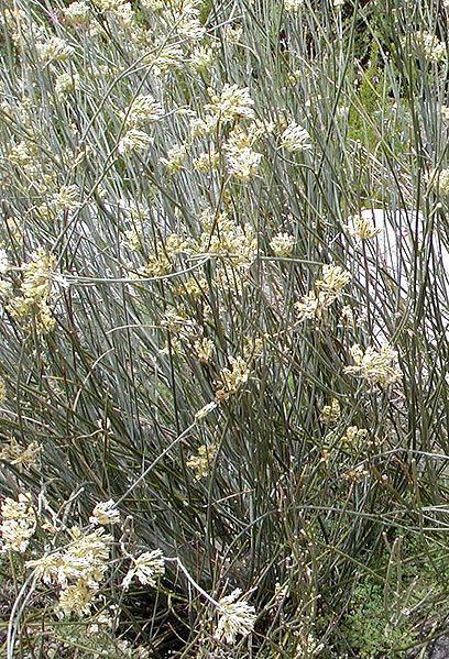 Asclepias subulata Asclepias subulata Rush Milkweed PFAF Plant Database