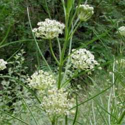 Asclepias subverticillata SEINet Arizona Chapter Asclepias subverticillata