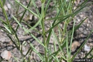 Asclepias subverticillata Asclepias subverticillata Horsetail milkweed Discover Life