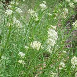 Asclepias subverticillata SEINet Arizona Chapter Asclepias subverticillata