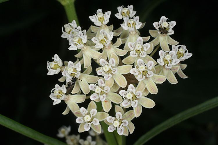 Asclepias subverticillata Vascular Plants of the Gila Wilderness Asclepias subverticillata