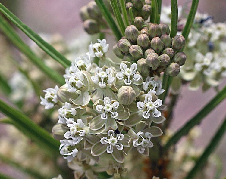 Asclepias subverticillata Vascular Plants of the Gila Wilderness Asclepias subverticillata