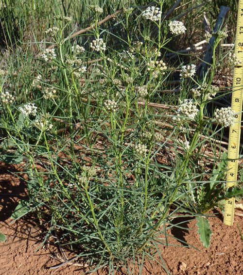 Asclepias subverticillata Southwest Colorado Wildflowers Asclepias subverticillata