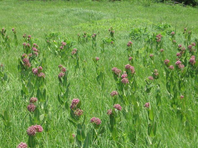 Asclepias sullivantii Smooth Milkweed Asclepias sullivantii Guide to Kansas Plants