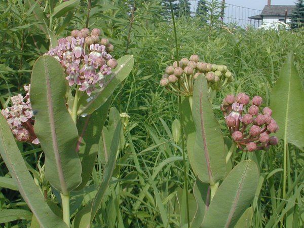 Asclepias sullivantii Prairie Milkweed Asclepias sullivantii