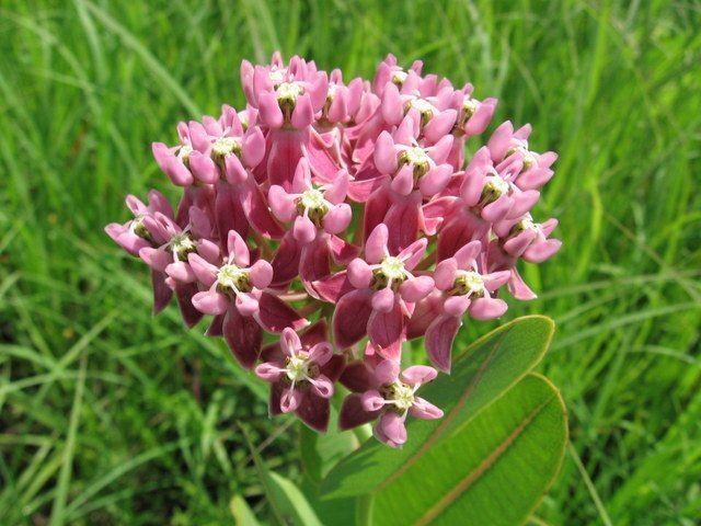 Asclepias sullivantii Smooth Milkweed Asclepias sullivantii Guide to Kansas Plants