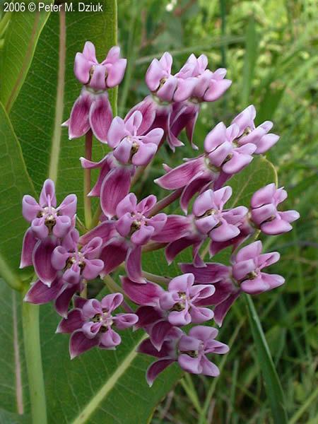 Asclepias sullivantii Asclepias sullivantii Sullivant39s Milkweed Minnesota Wildflowers