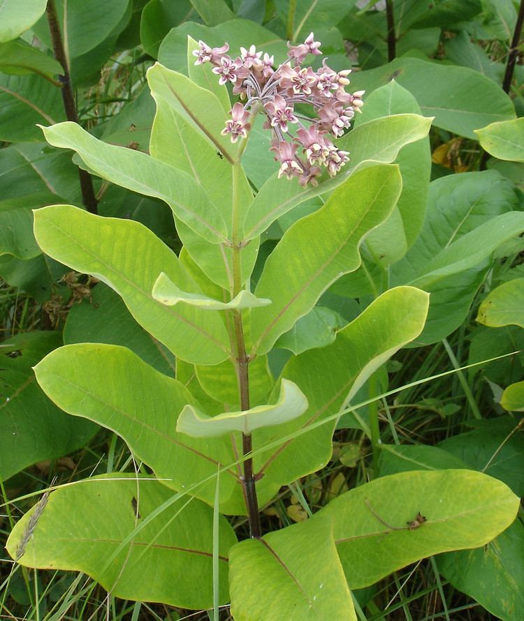 Asclepias syriaca Asclepias syriaca common milkweed Go Botany