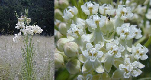 Asclepias verticillata Asclepias verticillata Bring Back The Monarchs